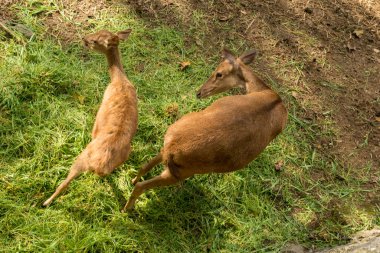 Hayvanat bahçesindeki geyik manzarası