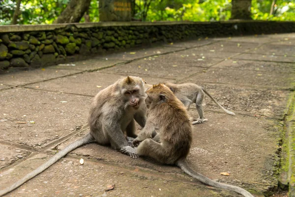 Monos en Ubud Bali — Foto de Stock