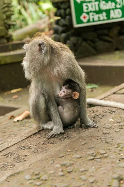 Affen in Ubud Bali — Stockfoto