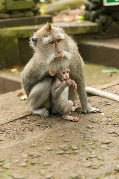 Opice v Ubud Bali — Stock fotografie