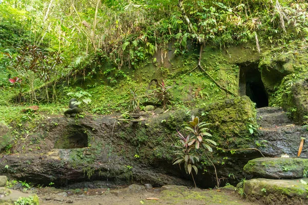 View of sacred Monkey Forest in Ubud — Stock Photo, Image