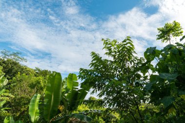 Ubud 'daki kutsal maymun ormanının manzarası
