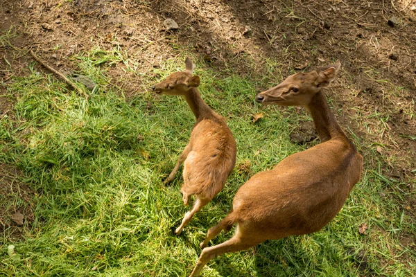 Widok na jelenie w Zoo — Zdjęcie stockowe