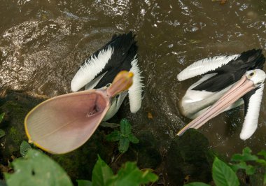 Ağzı açık pelikan.
