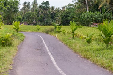 Beyaz balıkçıl pirinç tarlasında