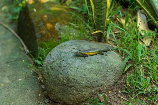 Rettili nel parco degli uccelli di Bali — Foto Stock