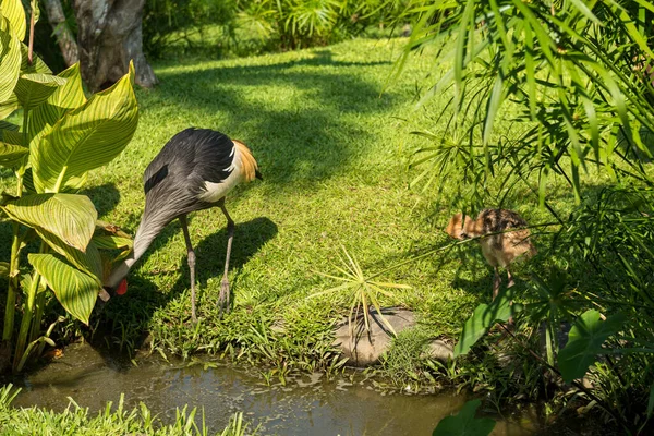 Bali bird park in Sanur