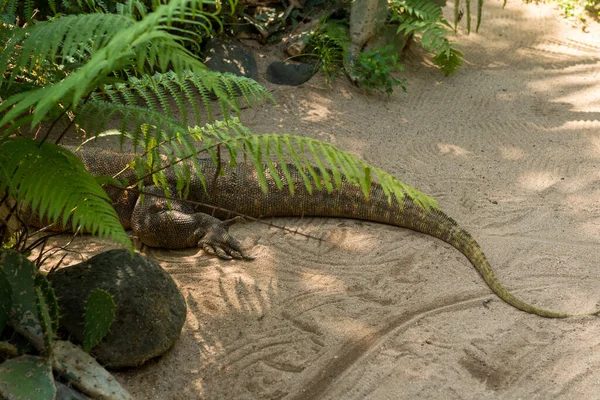 Großer Comodo-Drache — Stockfoto