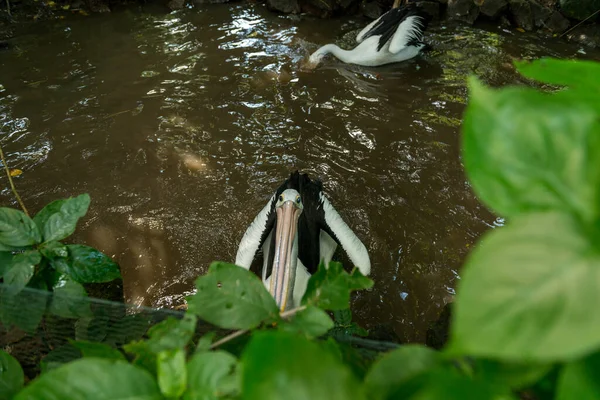 Bali bird park in Sanur — Stock Photo, Image