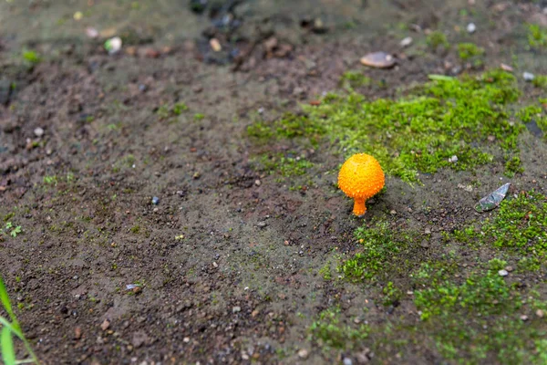 Jardín botánico en Bali — Foto de Stock