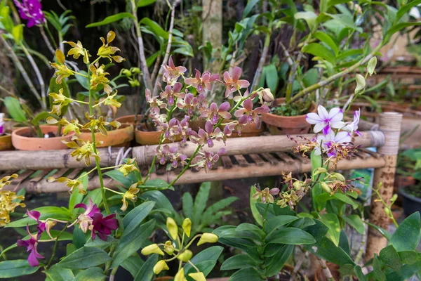 Jardim botânico em Bali — Fotografia de Stock