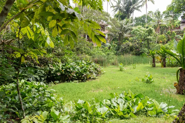 Botanical garden at Bali — Stock Photo, Image