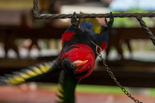 Papegoja i trädgården — Stockfoto