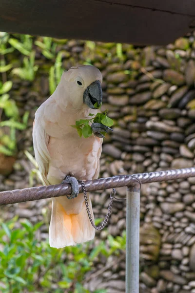 Попугай в саду — стоковое фото