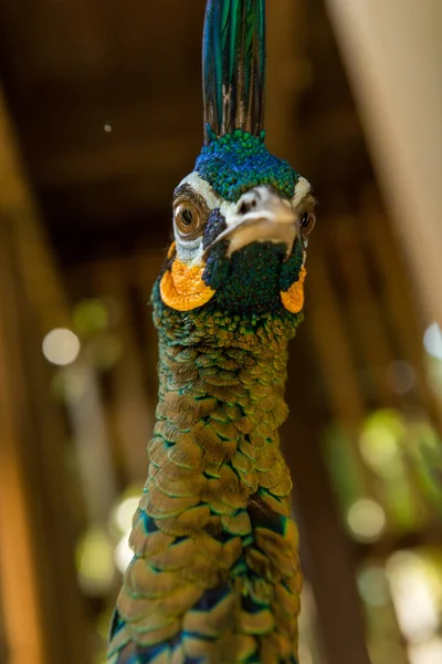 Балийский парк птиц в Сануре — стоковое фото