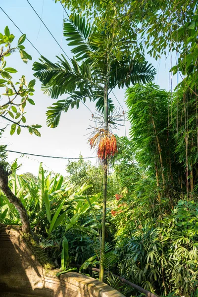 Bali parque pássaro — Fotografia de Stock