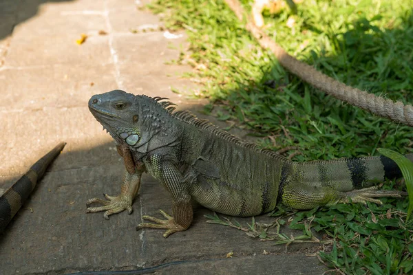 Reptilien im Bali Vogelpark — Stockfoto