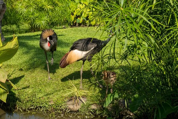 Bali bird park in Sanur — Stock Photo, Image