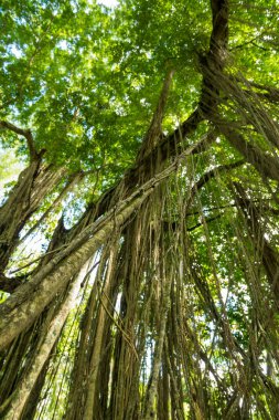 Ubud 'daki kutsal maymun ormanının manzarası