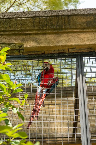 サヌールにバリ島の鳥公園 — ストック写真