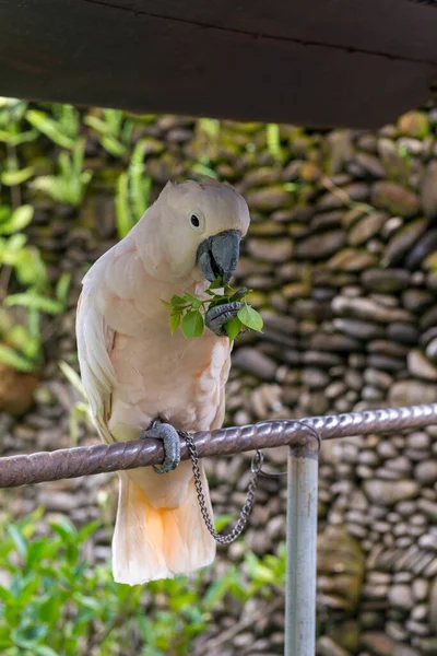 Pappagallo in giardino — Foto Stock