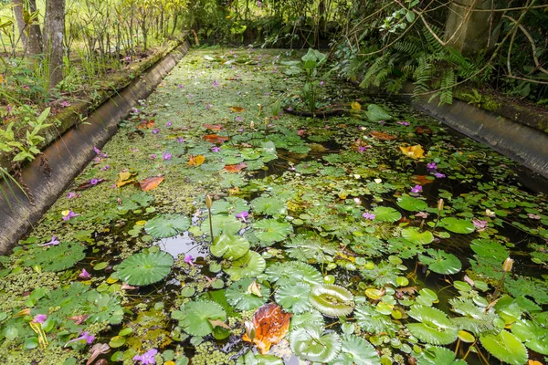 Botanická zahrada na Bali — Stock fotografie