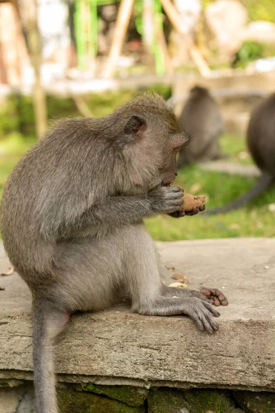 Monos en Ubud Bali — Foto de Stock