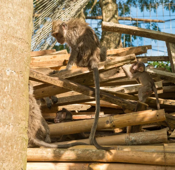 Monos en Ubud Bali — Foto de Stock