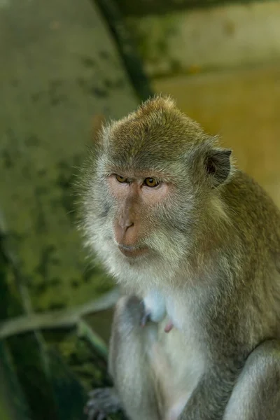 Apen in Ubud Bali — Stockfoto