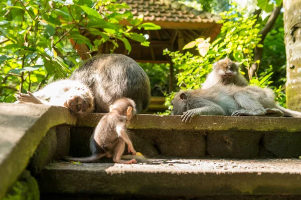 Apen in Ubud Bali — Stockfoto