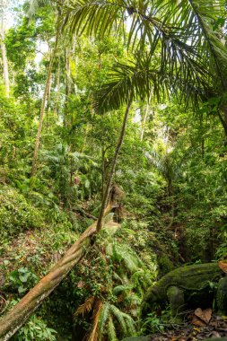 Ubud 'daki kutsal maymun ormanının manzarası