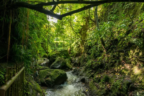 Pohled na posvátný opičí les v Ubud — Stock fotografie