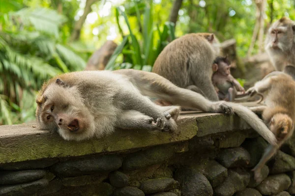 Monos en Ubud Bali — Foto de Stock