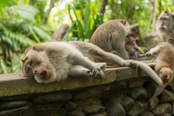 Opice v Ubud Bali — Stock fotografie