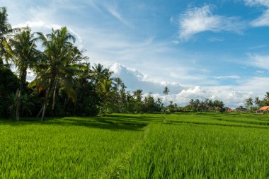 Ubud 'daki pirinç tarlaları