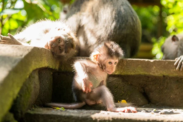 Scimmie a Ubud Bali — Foto Stock