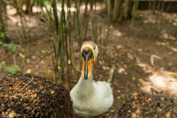 Bali bird park in Sanur — Stock Photo, Image