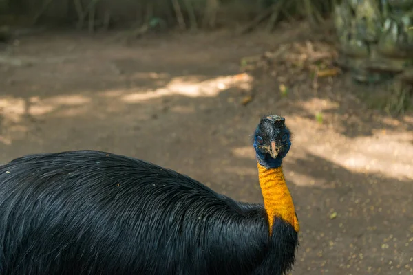 Ptačí park Bali v Sanuru — Stock fotografie