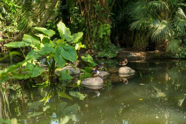 Sanur 'daki Bali kuş parkı