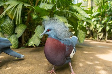 Sanur 'daki Bali kuş parkı