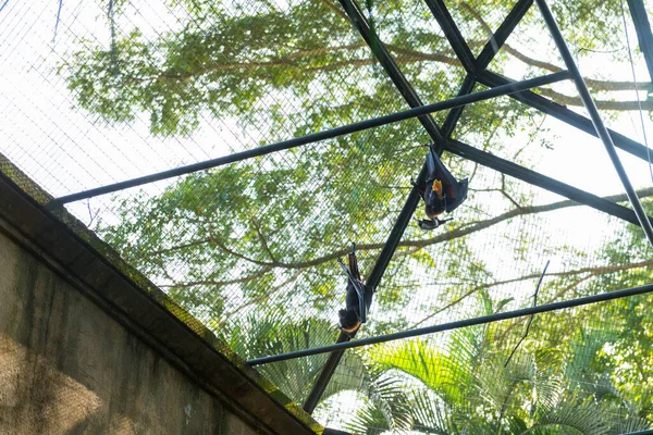 Parque de pássaros Bali em Sanur — Fotografia de Stock