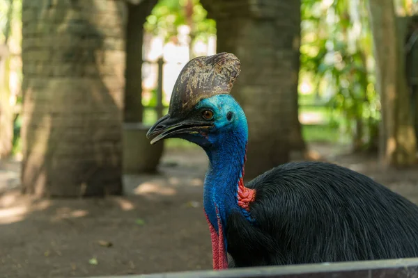 Park ptaków Bali w Sanur — Zdjęcie stockowe