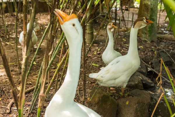 Bali bird park in Sanur — Stock Photo, Image