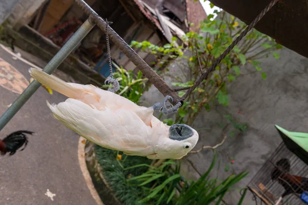 Papagaio no jardim — Fotografia de Stock