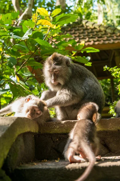Opice v Ubud Bali — Stock fotografie