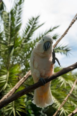 Sanur 'daki Bali kuş parkı