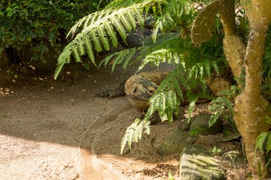 Büyük komodo ejderhası.