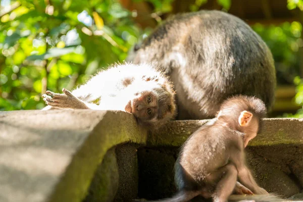 Macacos em Ubud Bali — Fotografia de Stock