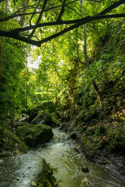 Utsikt över den heliga apskogen i Ubud — Stockfoto