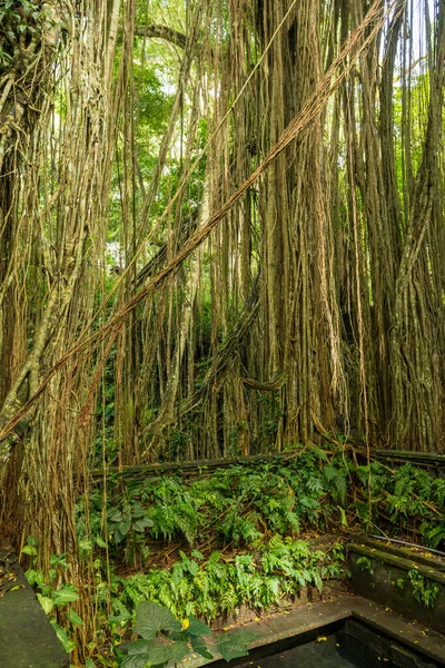 View of sacred Monkey Forest in Ubud — Stock Photo, Image